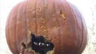 Airsoft Gun vs Pumpkin