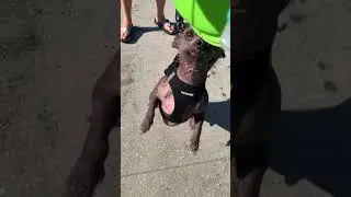 Pepita The Chihuahua Meets Henry The Chinese Hairless Dog