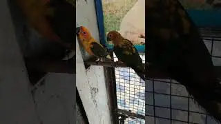 Ali birds shop kota rajisthan birds dog cat and alll birds available contact 8824094144