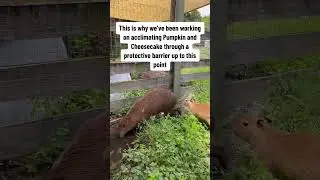 Less Acknowledged Capybara Behavior