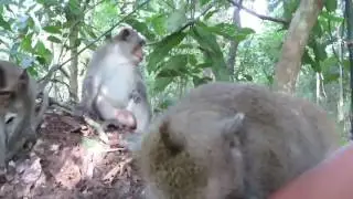 AMAZING Monkey Meeting Tourist 2016 - Funny Monkey Playing with Girl, Human - Try Not To laugh 2016