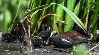 Wholesome footage of moorhen feeding chicks