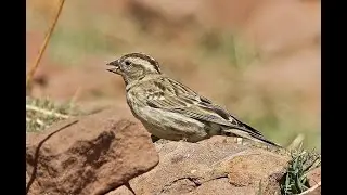 Rock Sparrow