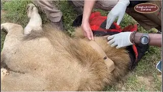 'Ole Cook' gets collared in Ol Kinyei Conservancy – Maasai Mara