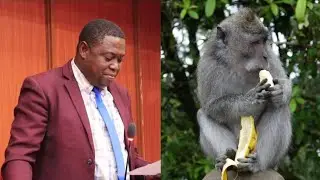 Monkeys (ntheeu) competing for Livelihood with residents of Kithungo/Kitundu ward, says MCA