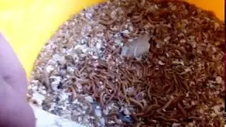 Мучной червь. Flour worm .麵粉蠕蟲 .Gusano de harina .