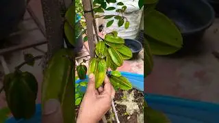 Star fruit harvesting #starfruit #starfruits #fruit #shrots #trending #garden #terracegarden #plants