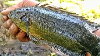 EMANG GAK WAJAR SIH‼️ikan betok nya monster semua pak !!! #mancingliar 