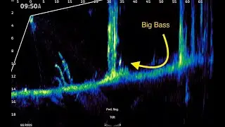 Garmin Livescope: What Does A Big Bass Look Like On The Screen