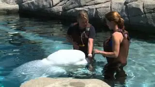 DayTrippers Beluga Encounter