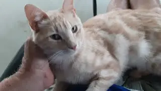 Мой милый котик.