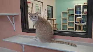 Shelter Cat Beamer Begs For Aid then Flees the Scene! [REAL]