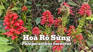 Hoả Rô Sừng (Phlogacanthus cornutus): Ngọn lửa nhỏ núi Dinh