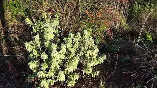 Wood Avens to Gorse flowers