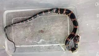 Baru tau ular makan ikan#viralvideo #snake #fypシ #reptiles 