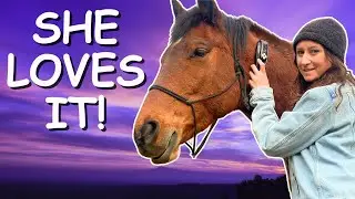 Cold Laser Red Light Therapy Review for Equine Injuries