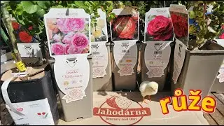 🍓 SAZENICE Z BROZAN: RŮŽE & VINN&Aacute; R&Eacute;VA! 🍇 Rozbalen&iacute; objedn&aacute;vky &ndash; Kvalita, kter&aacute; PŘEKVAPILA! 🤩