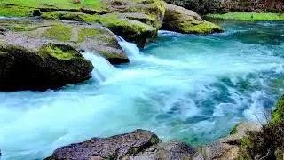 Calming Water Stream with Birds 🐦💧 | 1 Hour Nature Sounds for Meditation & Focus