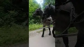 #neuschwanstein #horses #pferde #Kutsche #coach #forest #kutschfahrt
