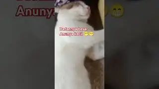 kucing bobok 😁😁#cats