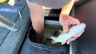 Fizzing fish caught deep 