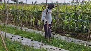 INSTANT FARMING TECHNIQUE: ELIMINATE WEEDS WITH PEPTISIDE FERTILIZER! -agricultural tools