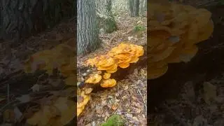 HUGE Chicken of the Woods Mushrooming Foraging Wild Food Hiking Edible Mushroom Hunt Sulfur Shelf RI
