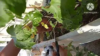 Organic Red lady finger growing in roof top terrace garden 🏡🏡