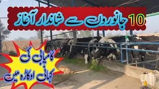 Successful farmer of Okara /success story with 20 cows/dairy farm feasibility/cross breed farming
