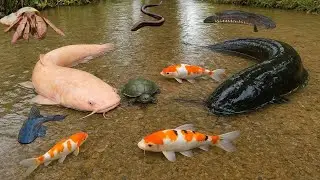 Yuk..Menangkap Ikan Lele Besar Di Sungai Kering,Ikan Koi,Ikan Gabus,Ikan Cupang,Ikan Sapu-Sapu,Belut