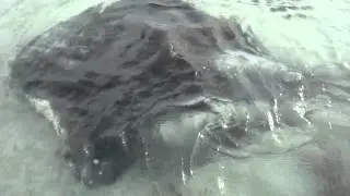 MOV03140.MPG