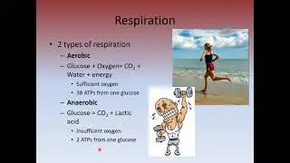 Ch. 6 - Energy from food