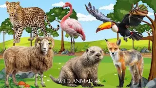 Compilation of Farm Animals: Leopard, Flamingo, Toucan, Sheep, Otter & Fox - Animal Sounds