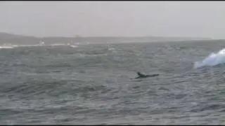 Surfstoke Skne