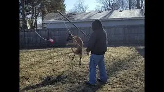 Flirt Pole/Stick with a Belgian Malinois