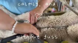 ClipFitter & VetMarker at Hallrule Farms