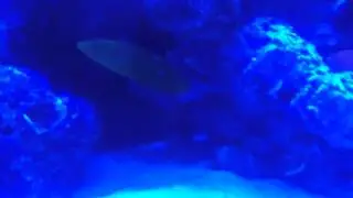 Yellow wrasse going to bed!