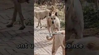 Two-thirds of dogs have wolf DNA