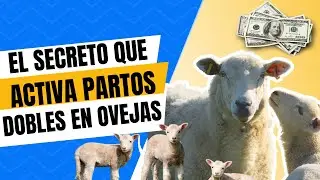 🔒 El secreto que activa partos dobles en ovejas