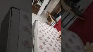 Labrador dog charlie got scared of toys😆🫢😛😅🧸🐶 #dog #youtubeshorts #shorts #funny #barking