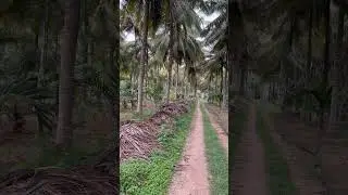 #Farm house mysore #farmhouse #mysore #farmer #nature #coconutfarm