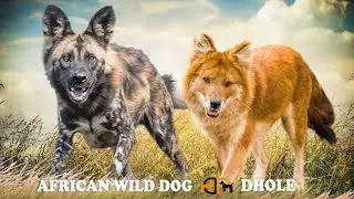 African Wild Dog vs Asiatic Wild Dog (Dhole) &ndash; A Fascinating Predator Comparison