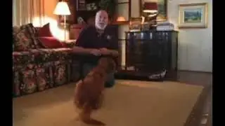 Dog Whisperer- Kenneling