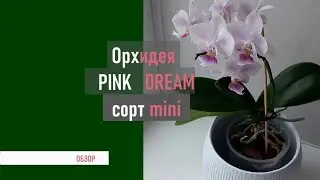 Орхидея PINK DREAM/Mini.