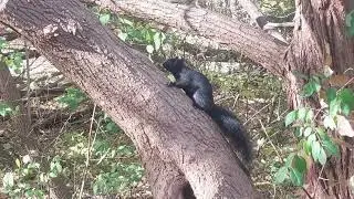 Applewood Hills #4 - Squirrel Climbing a Tree 🐿️🌳 | Quiet Moment at Applewood Hills Park in Canada