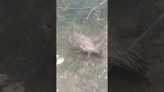 Tawny owl funny moments