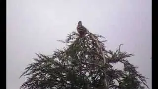 Male Chaffinch Rain Call