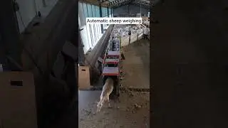 automatic #sheep #weighing #livestockmanagement #drafter #farming