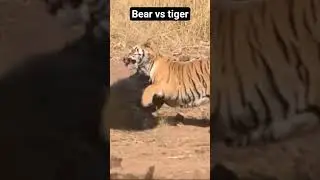 tiger vs bear epic battle #shorts #youtube shorts