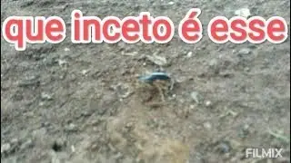 Grilo que parece um Fusca